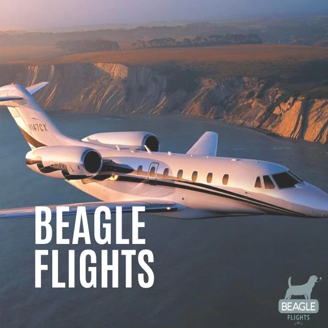 Pointer Beagle Flights