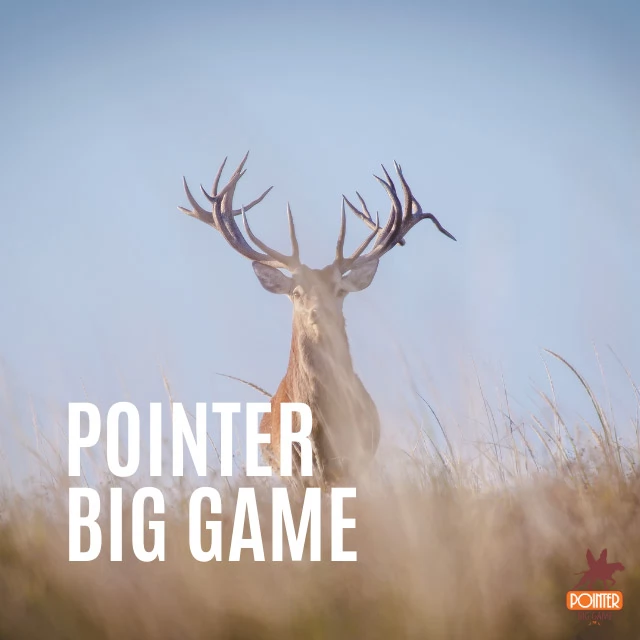 Pointer Big Game